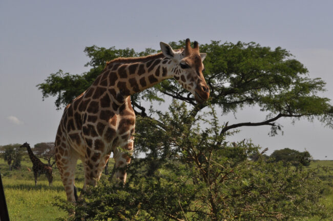 Murchison Falls National Park Giraffes