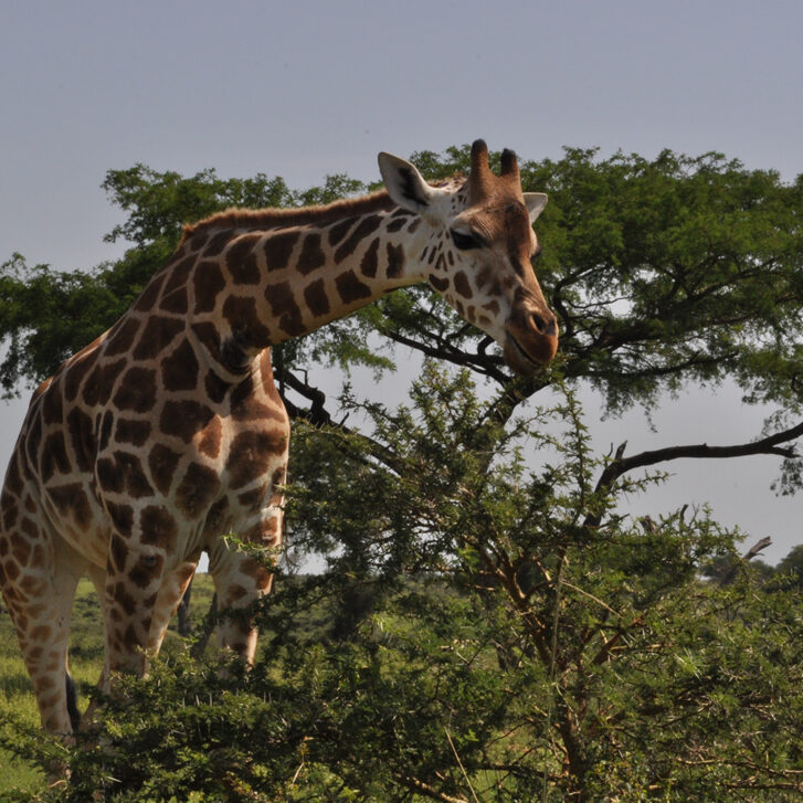 Murchison Falls National Park Giraffes